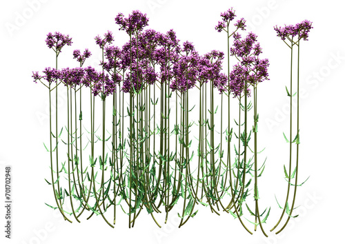 3D Rendering Verbena Bonariensis on White