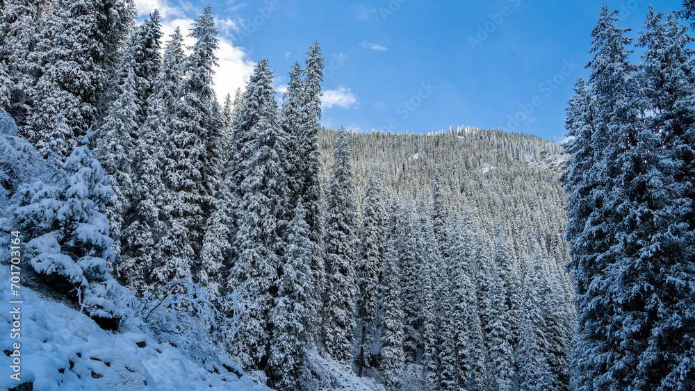 Obraz premium snowy winter forest in the mountains. spruce in the snow