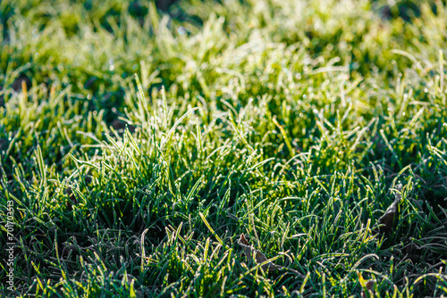 frosty green grass at morning closeup with selective focus and backlight.