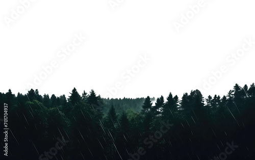 The Harmonious Blend of Rainforest Serenity Isolated on a Transparent Background PNG photo