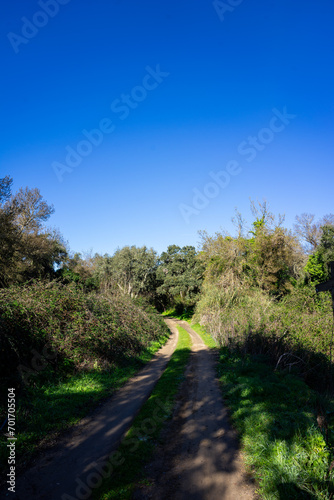 Tranquil paths winding through Alentejo s countryside  shaded by trees. Serene beauty captured in a moment.