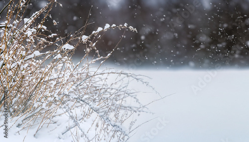 Panorama of snow-covered branches of dry grass during a snowfall, copy space © Uranzaya