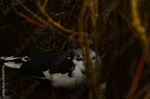 Muscovy duck Cairina moschata washing feathers in the river