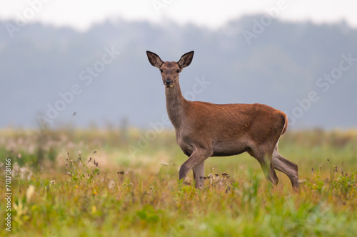 deer in the grass