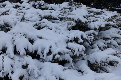 Plenty of snow on shrubs of savin juniper in January