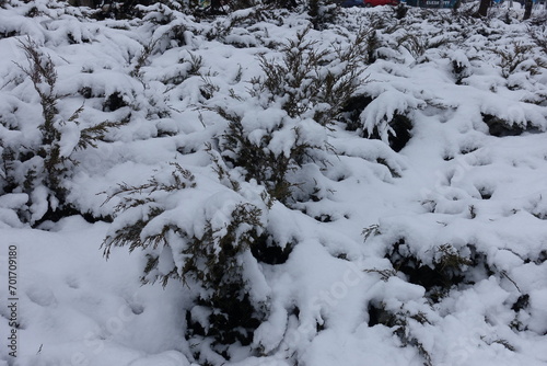 Tons of snow on shrubs of savin juniper in January © Anna