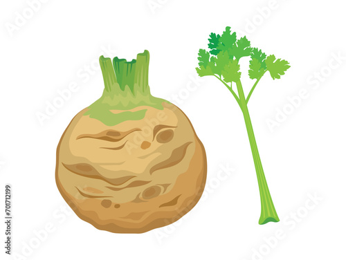 Celery root and stem vector illustration. Fresh celery bulb and stalk icon set vector isolated on a white background. Root vegetable drawing