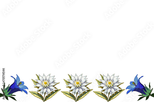 Edelweiss and gentian blossom as border on a white background with space for text photo