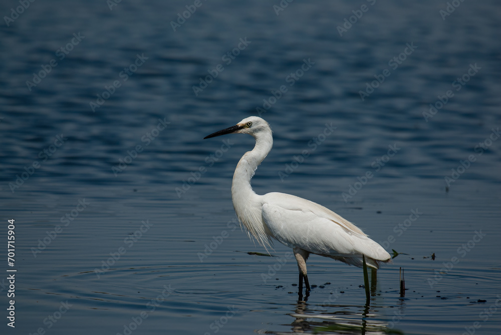 Little Egret, Egretta garzetta in Isikli Lake, Turkey. Blue coloured lake background. Little Egret, Egretta garzetta in Isikli Lake, Turkey. Blue coloured lake background.