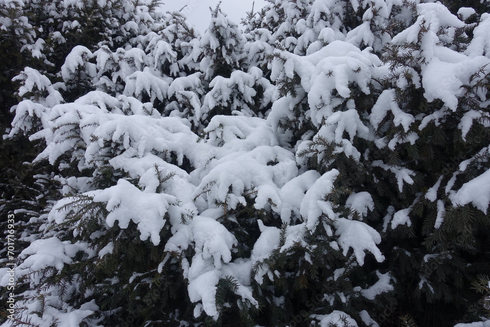 Dark green foliage of common yew covered with snow in January