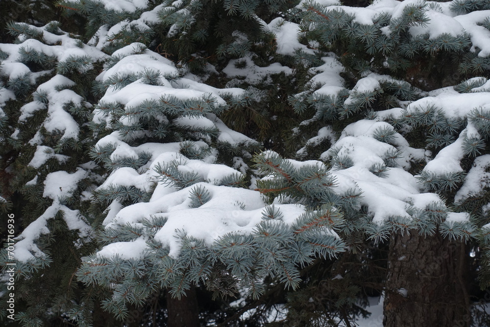 White snow on branches of Colorado blue spruce in January