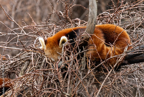 Red panda sleeping in their nest