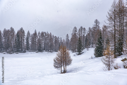 Snowy landscape in a forest of the Italian alps during a snowfall