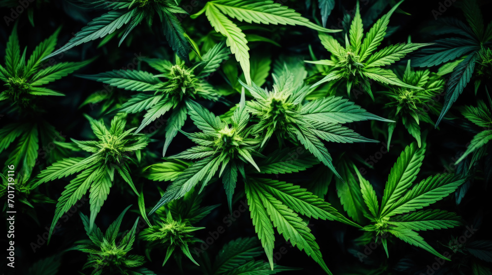 Top view of cannabis sativa branches with leaves patchwork. Medical marijuana concept background. Generative AI Top view of cannabis sativa branches with leaves patchwork. Medical marijuana concept background. Generative AI