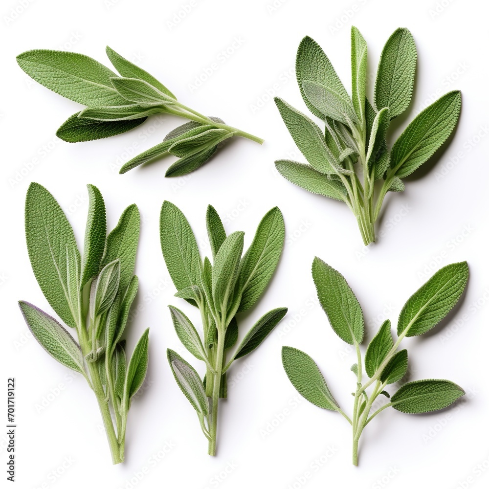 Set of Fresh sage herb isolated on white background