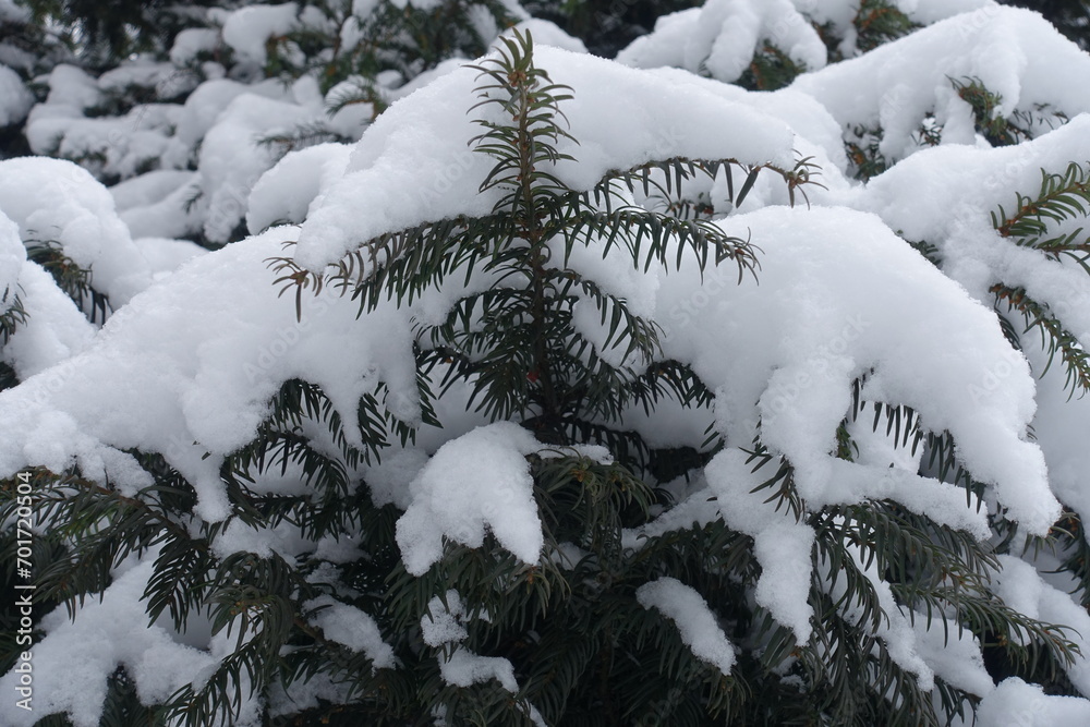 Yew branches covered with heavy snow in January Yew branches covered with heavy snow in January