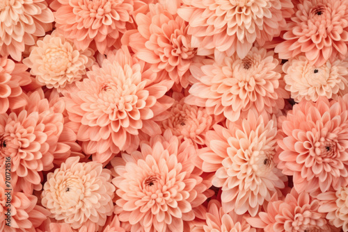  Chrysanthemum flowers background peach fuzz color of the year 2024