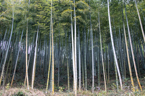 Moganshan bamboo forest, Zhejiang in China