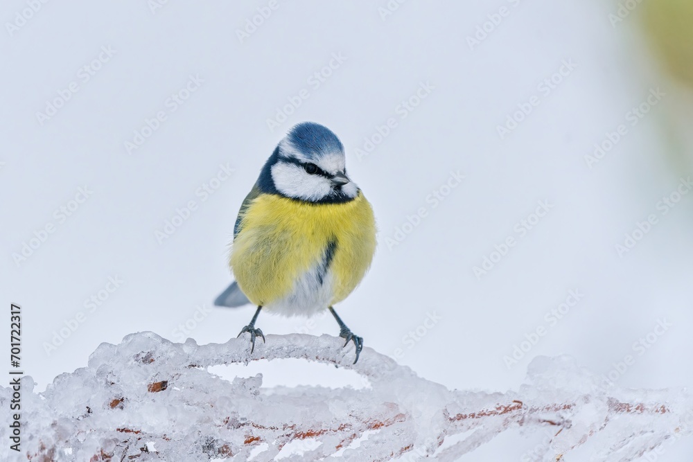 Obraz premium A cute blue tit sitting on the frozen twig. winter scene with a colorful titmouse. Cyanistes caeruleus