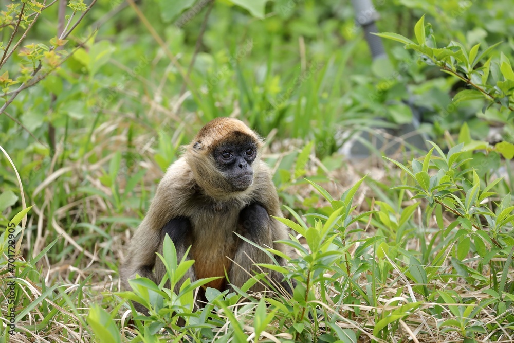 Obraz premium 草むらに座ったジェフロイクモザル
