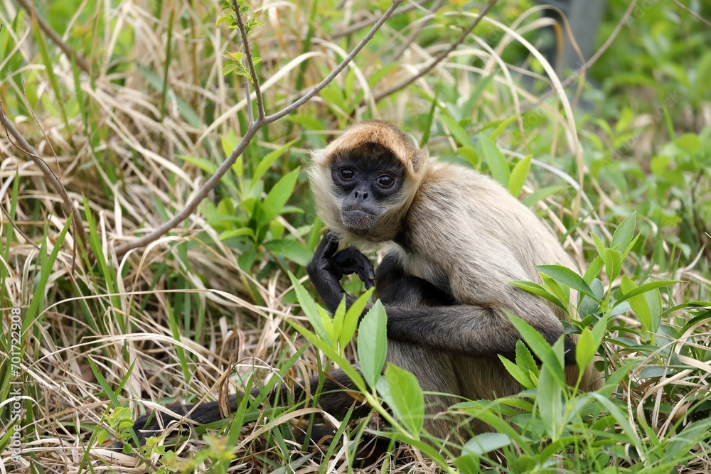 Obraz premium 草むらに座ったカメラ目線のジェフロイクモザル