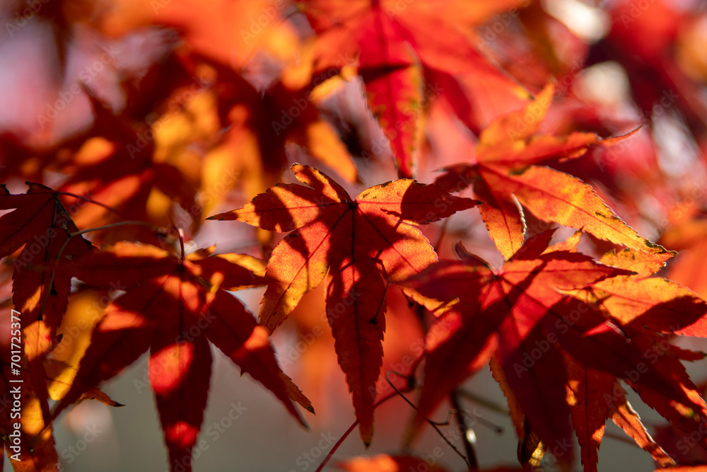 Maple leave during autumn season. natural landscape background