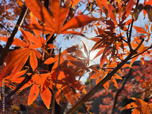 Maple leave during autumn season. natural landscape background.