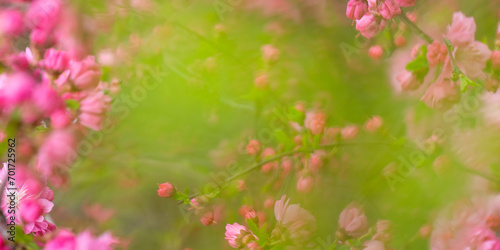 Abstract natural background with pink blossoming flowers in springtime in the garden. Green haze of leaves. © Iuliia