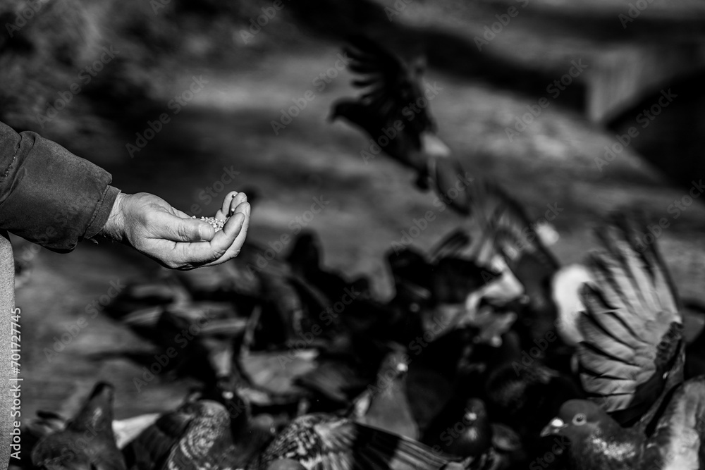 Obraz premium the person who feeds some pigeons with wheat. pigeons eating from a man's palm.