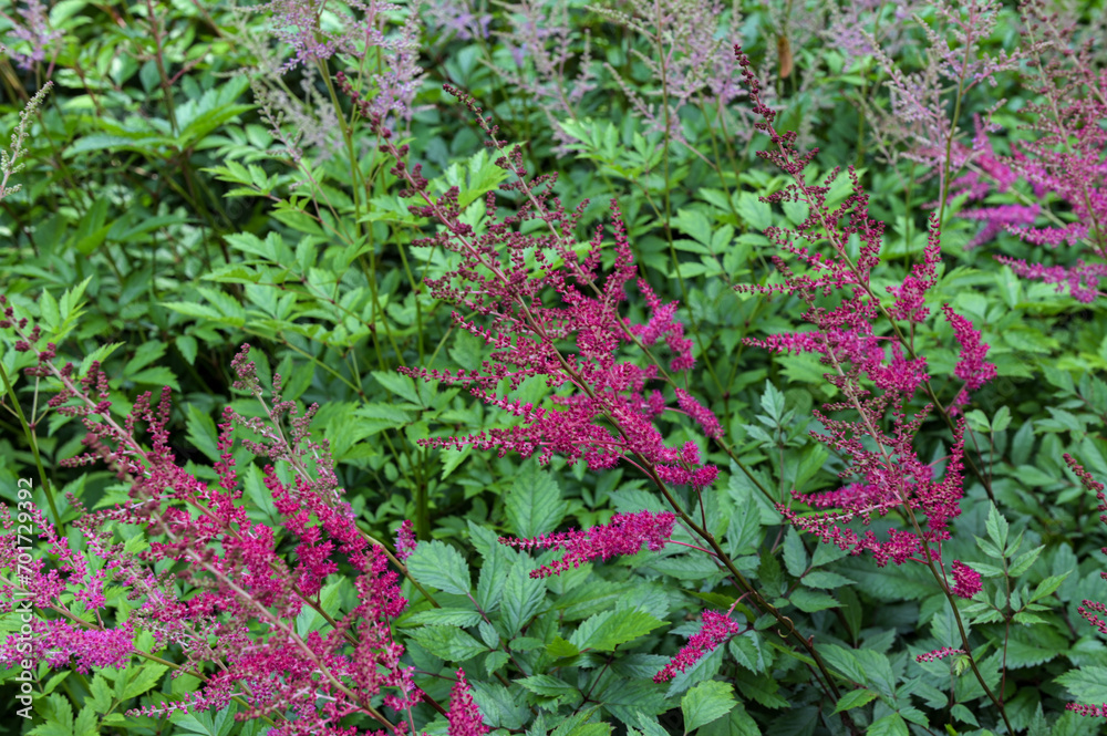 Multicolored astilbe plants in garden.