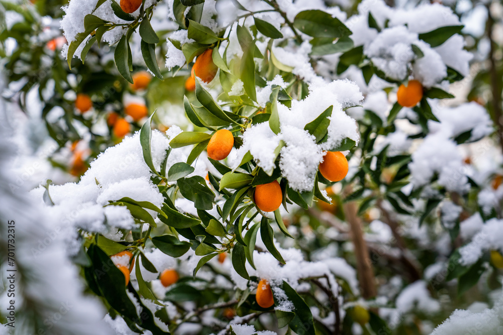 Kumquat tree (cumquats, kumquat, Fortunella margarita) in the snow-covered garden in winter. Citrus, Oval fruits and snowy leaves on kumquat tree.