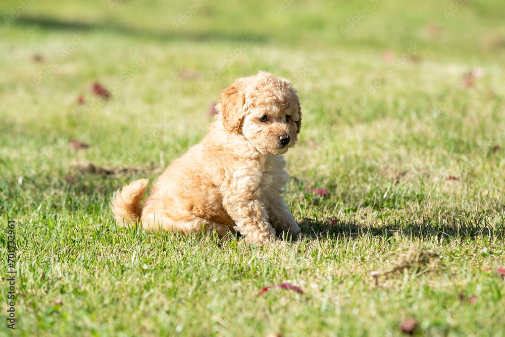Fototapeta premium Poodle Puppies