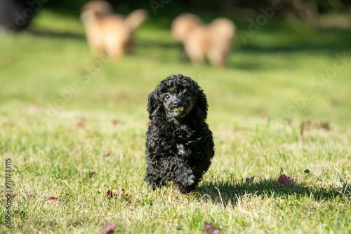 Miniature Poodle Puppies