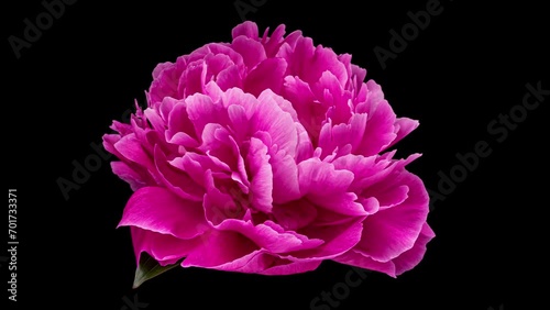 4K Time Lapse of blooming purple Peony flower isolated on black background. Timelapse of Peony petals close-up. Time-lapse of big single flower opening.