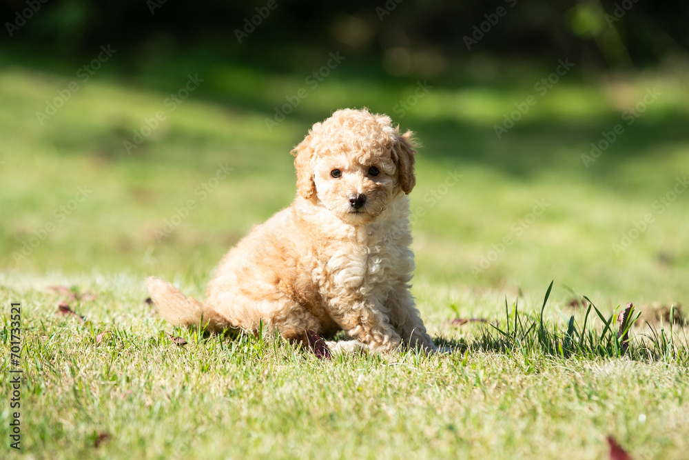 Miniature Poodle Puppies