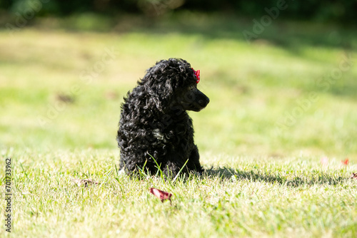 Miniature Poodle Puppies