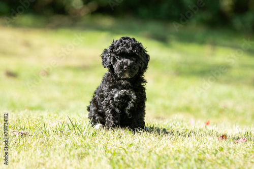 Miniature Poodle Puppies