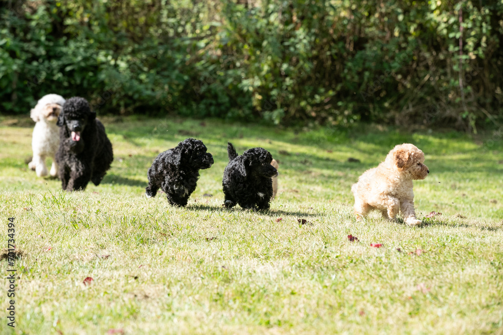 Fototapeta premium Miniature Poodle Puppies