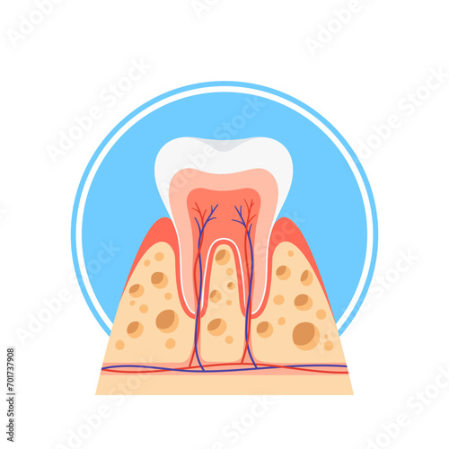 Cross-sectional View Of A Healthy Tooth, Revealing Enamel, Dentin And Pulp. Vector Illustrative Anatomy Dental Structure