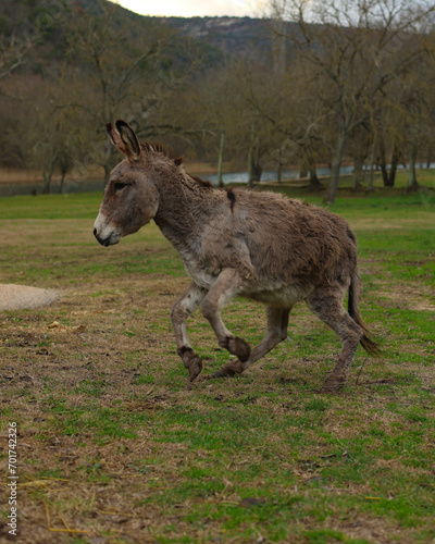 donkey in the field
