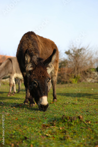 donkeys on the field © Anja's photography