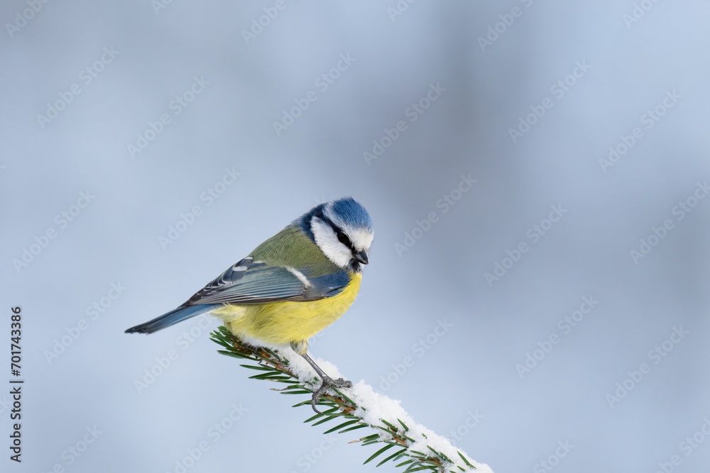 Obraz premium Blue Tit (Cyanistes caeruleus) standing on a snowy spruce branch on a winter day
