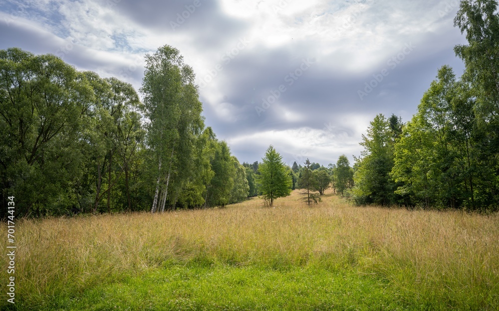 Summer landscape with meadow, forest and cloudy sky on background.