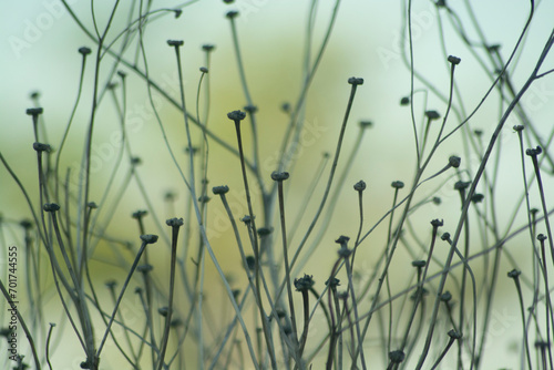 Summer's Legacy: Capturing the Withering Beauty of Daisy Shrubs