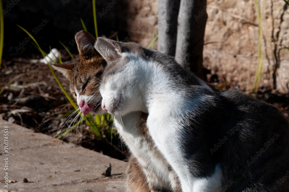 Pair of friendly feral cats rub heads during an afternoon encounter. Pair of friendly feral cats rub heads during an afternoon encounter.