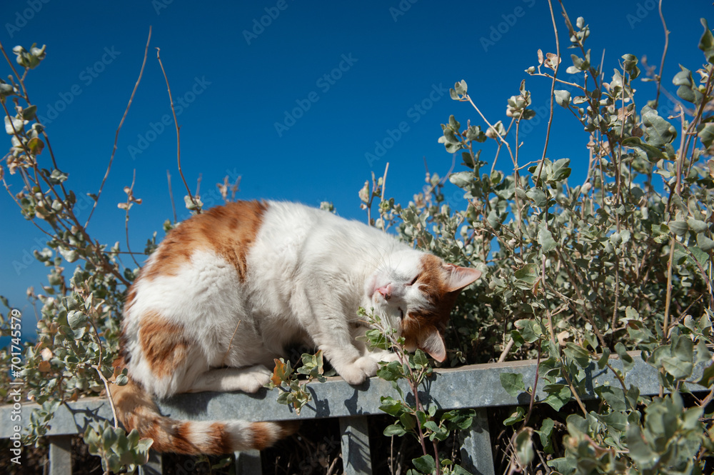 Orange and white tabby cat rubbing its head contentedly on a metal railing.