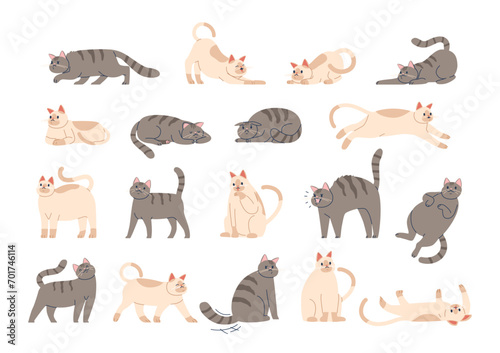 Cat Poses Capture Feline Elegance And Charm. From The Regal Sphinx To Playful Stretches, These Varied Postures