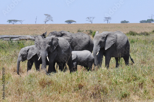 Herd of Elephants in Africa walking through the grass in Tarangire National Park, Tanzania