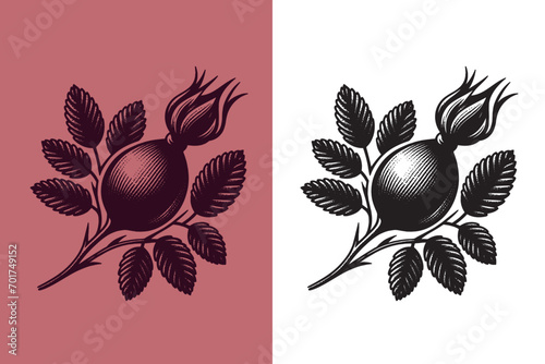 Dog-rose fruit. Rosehip sprig, berries. Beautiful engraving monochrome vector illustration. Icon, logo, isolated object