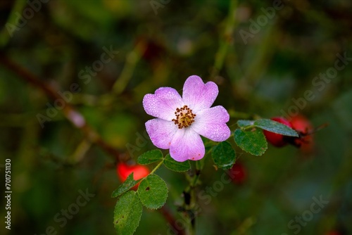 A rose hip blossom